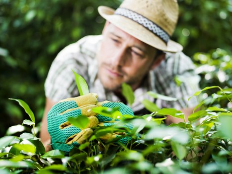 Seasonal lawn care scene with mowing and watering in Northwood