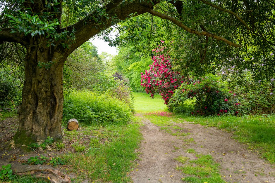A lush garden scene featuring a large, mature tree with textured, gnarled bark and dense green foliage providing shade over a winding dirt pathway. To the right of the path, a shrub with vibrant pink 