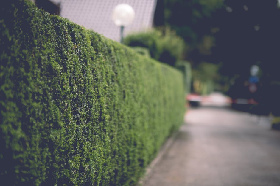 A neatly trimmed, dense green hedge runs along the edge of a paved sidewalk, with a uniform height and tightly packed foliage. The hedge has a textured, vibrant surface composed of small leaves, and a